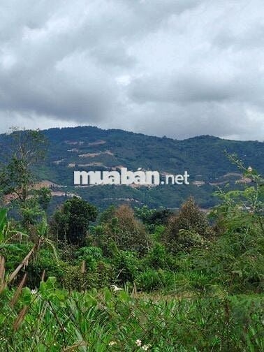 #Đất view núi Chứa Chan, Xuân Lộc, 650 triệu, 147m2