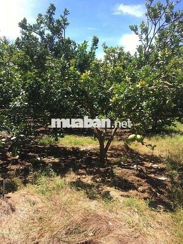 Cần bán hơn 2000m2 đất vườn giá 590tr