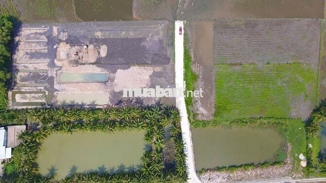 Đất vườn 1600m2, TT. Gò Dầu, Tây Ninh, SHR, dân cư sầm uất, giá 1,6 tỷ