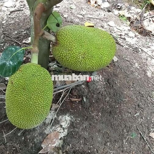 Đất vườn  1000 MV tại xã Bình Đức bến lức Long An