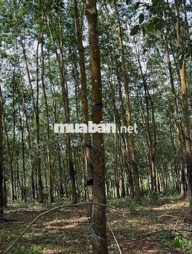 1 sào đất cao su nằm mt đường huyện 508 ngộp bán nhanh giá 310tr