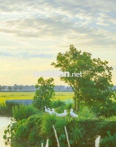 Chỉ 999tr sở hữu 1000m2 đất vườn View Kênh chuyển thổ