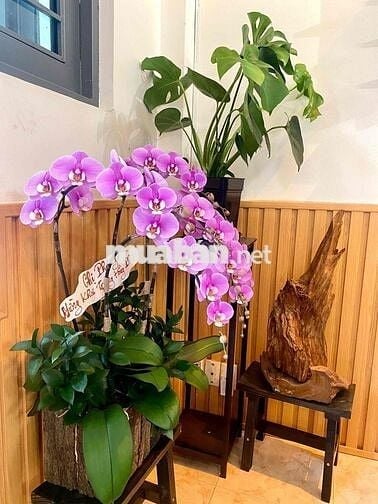 NHÀ GIÁ RẺ 2 MẶT HẺM XE HƠI 4PN3WC NGUYỄN TƯ GIẢN GÒ VẤP