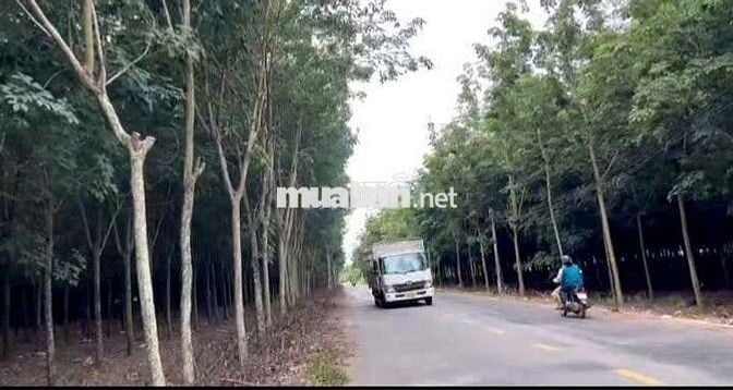 Đất Sào Giá rẻ đường nhựa xe công 3.000m² giá chốt 116 triệu/mét ngang