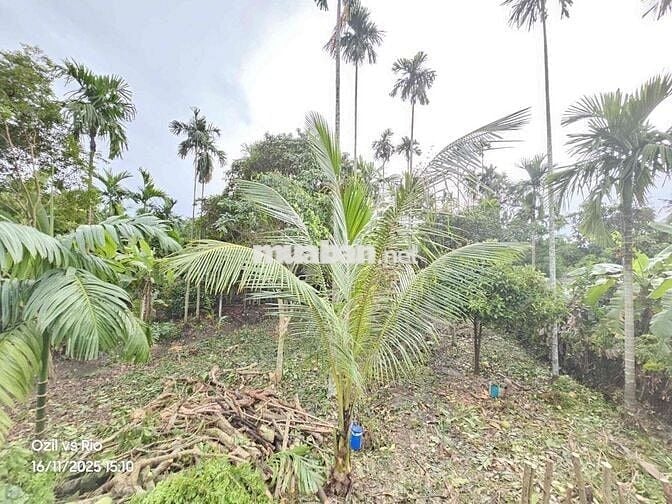 đất Vườn phường Thuânn An ngay TT TP HCM