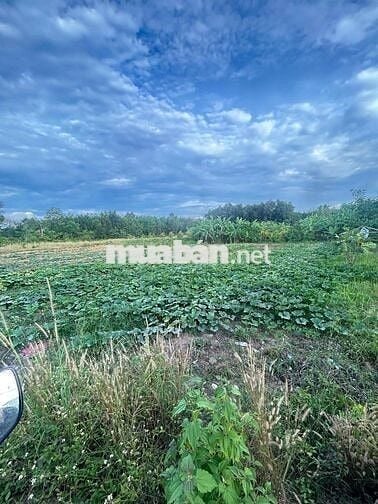 Tại Bình Mỹ, Huyện Bắc Tân Uyên, Tỉnh Bình Dương  cũ Khu dân cư hiện h