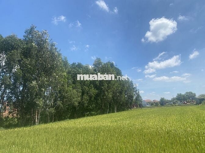 Cần sang nhượng GẤP đất nông nghiệp xã Vĩnh Lộc A - Bình Chánh