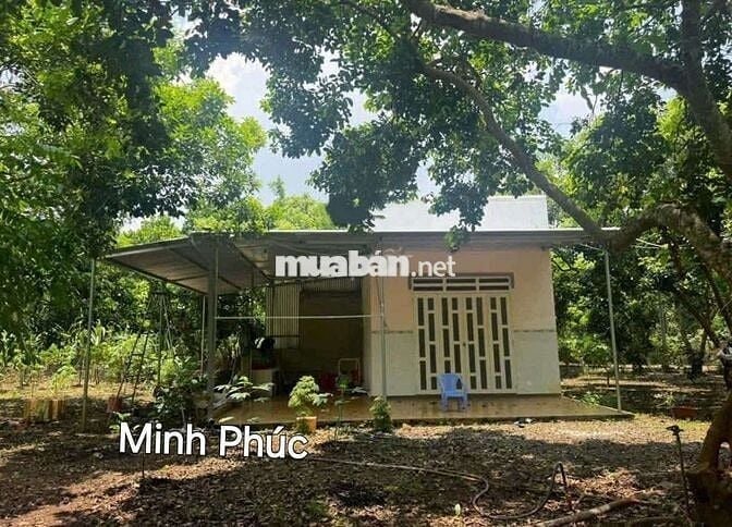 Chủ bể nợ cần bán gấp căn nhà vườn 1385m² giá siêu ngộp 298 triệu