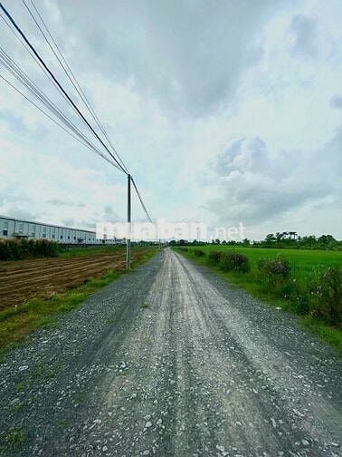Đất nền Cần Giuộc 300m2 - DT830, quốc lộ 50 gần cảng Quốc Tế Long An