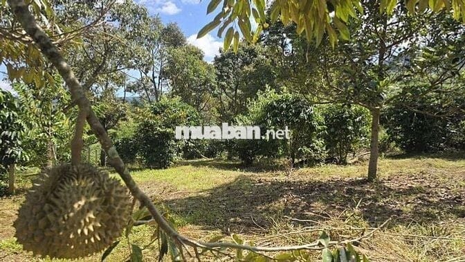 Chú 8 Cần Bán Vườn Sầu Riêng 1021m2 giá 250 triệu, sổ hồng riêng