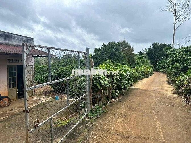 3340m2 nhà vườn trái cây - Lộc An - Bảo Lâm - Lâm Đồng