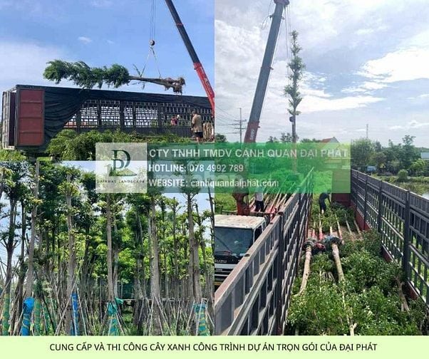 Báo Giá Thi Công Cây Xanh Công Trình Dự Án 2025: Chất Lượng 