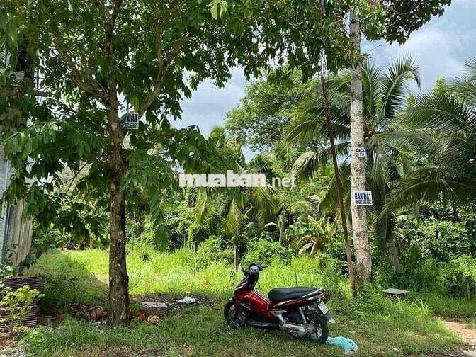 mặt tiền lộ bờ đắp,phường phú khương,tỉnh vĩnh long