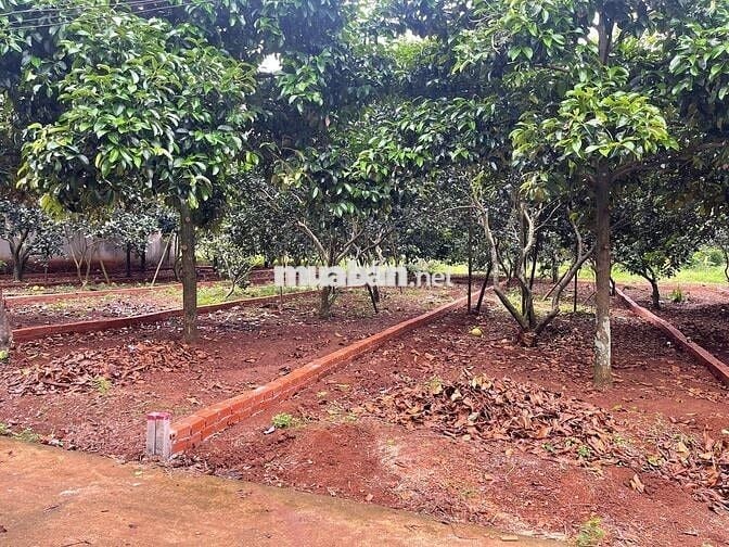 Đất thổ cư sổ riêng 10x28 giá 980 triệu ở Phường Bình Lộc Long Khánh