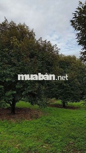 Bán đất nhà vườn hơn 3500m2(65*52) sẵn 300TC,SHR 680tr, Bình Phước