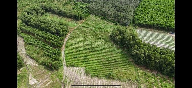 Cần bán 8000m² đất CLN chính chủ.