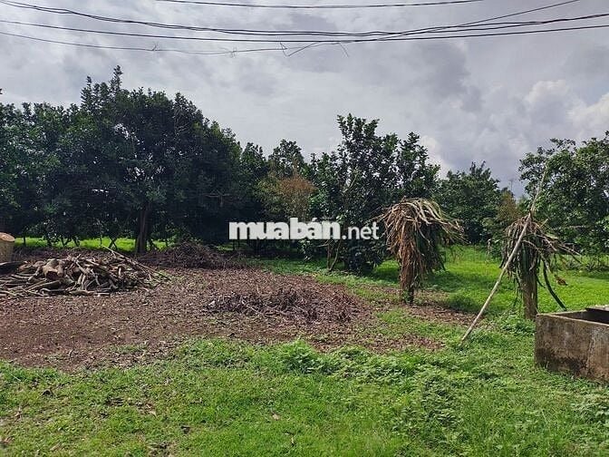 Đất vườn 1000m2 giá 650 triệu đường Điểu Xiển Bàu Trâm Long Khánh