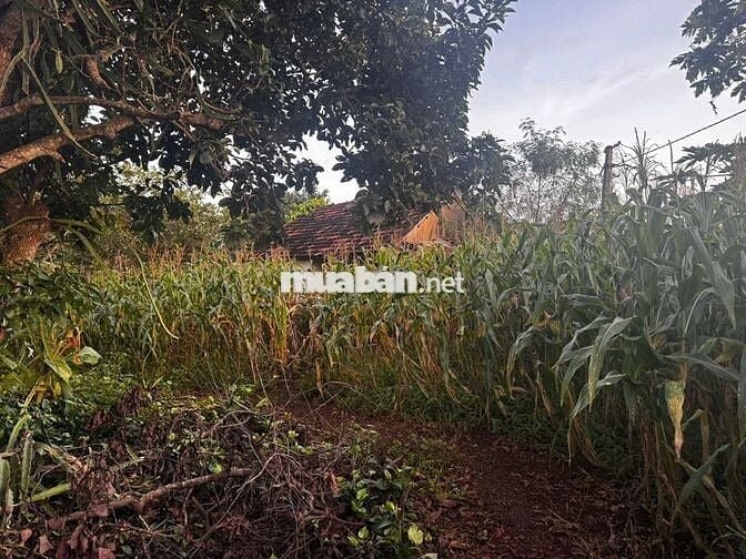 Chính chủ cần bán gấp 4,3 xào đất nn ngay trung tâm Quảng Phú