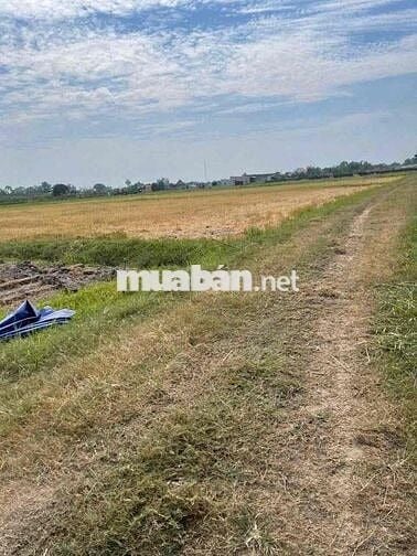 chủ hạ giá bán gấp lô đât đường thông xe hơi 135m chỉ 650tr hoà khánh