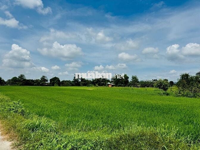 ✨ BÁN ĐẤT NÔNG NGHIỆP CÓ SỔ 1527 M2 TẠI TÂN NHỰT–BÌNH CHÁNH-TP.HCM ✨