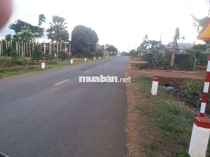 Chủ ngộp quá cần bán gấp miếng vườn sầu riêng nằm ngay mặt tiền