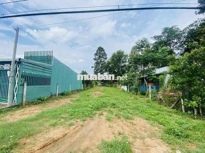 SIÊU PHẨM ĐẤT MẶT TIỀN CÂY TRÔM MỸ KHÁNH CHỈ 6TR/M2 - SHR