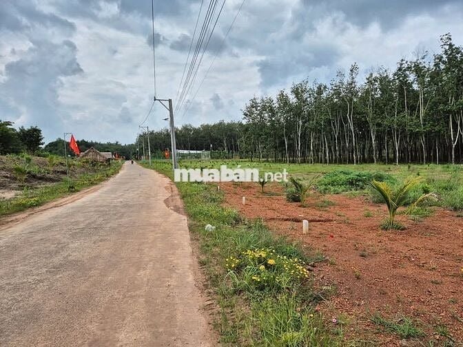 Bán Gấp Lô Đất Mặt Tiền Đường Đất DH519