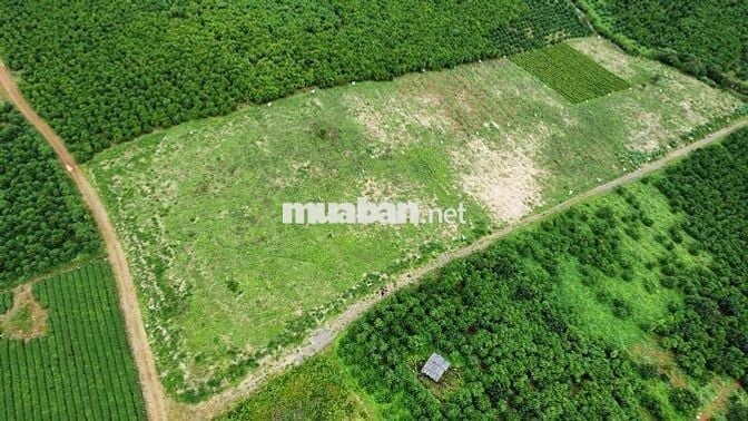 CẦN BÁN GẤP TRONG THÁNG - QUỸ ĐẤT LỚN B’LA 1,3HA - GIÁ ĐẦU TƯ