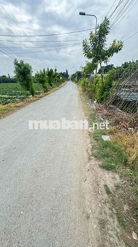 Xây Biệt Thự Sân Vườn – 8x35m Full Thổ, Gần Chợ!