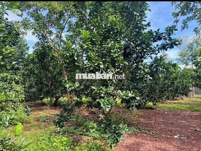 cần bán đất vườn 1000m2 sẵn 100m thổ cư