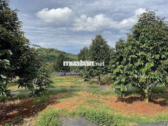 CHỈ 387 TR ĐẤT VƯỜN SẦU RIÊNG+NHÀ CẤP 4 1500m² CHƠN THÀNH BÌNH PHƯỚC