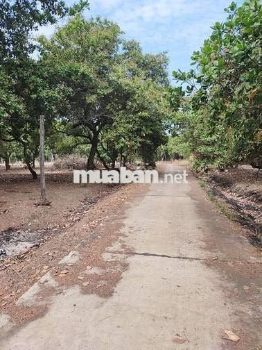 2 mặt tiền ( 1 nhựa - 1 đất ) cách Cụm CN Tân Hưng 500 mét 725tr