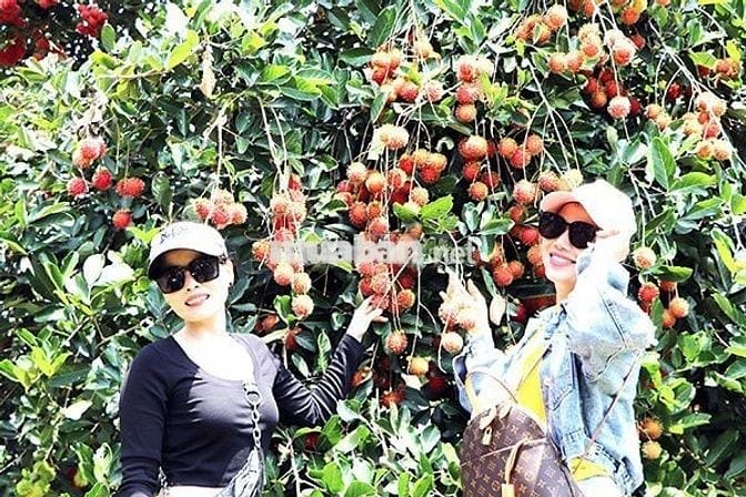 Em có 1000m² vườn Ăn trái lâu năm Dầu Giây, thổ nhưỡng tốt giá chỉ 1tỷ