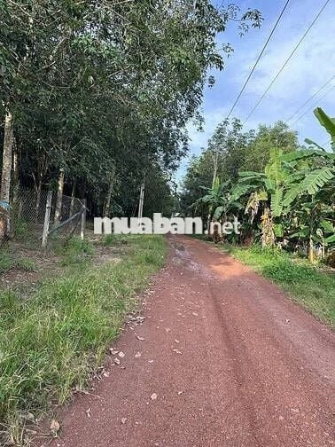 Khách Gửi Lô Đất Cao Su Diện Tích Hơn 7000m2