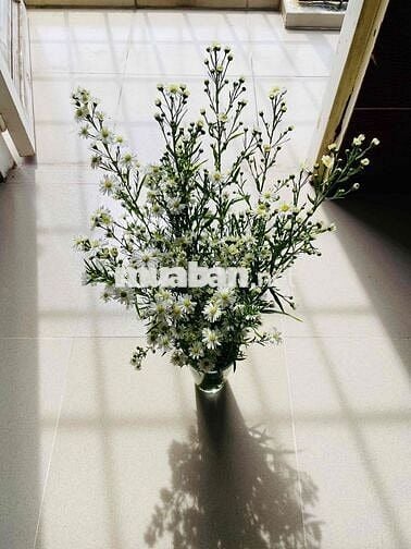 Tìm bạn nhân viên văn phòng ở ghép Hoà Hưng, quận 10