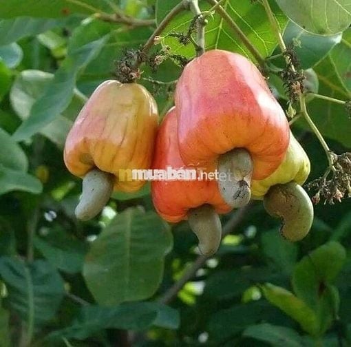 Cơ hội sở hữu vườn điều cổ thụ tại khu vực Thống Nhất 1200m2 chỉ 995tr