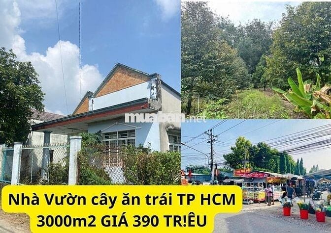 Chính chủ kẹt tiền cần bán gấp, vườn trái cây nghỉ dưỡng, tặng nhà C4