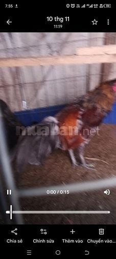 Gà tre xám lai  beru đang 1kg2 