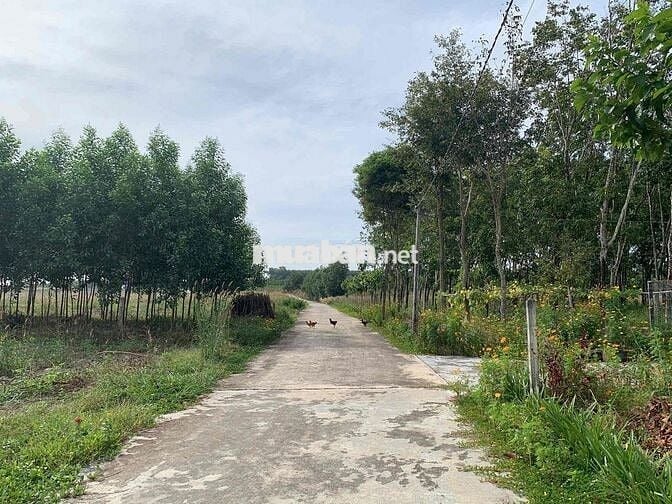 🌿 ĐẤT SÀO NGHỈ DƯỠNG CHƠN THÀNH – VIEW ĐẸP, GIÁ CHỈ 950 TRIỆU/SÀO! 🌿 🍃