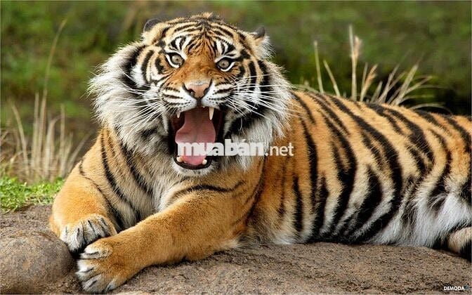 ✅VARIO 150cc 2021 ĐẸP ZIN NHƯ MỚI Khá Cọp 👍