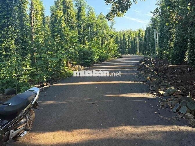 Bán 1000m2 Đất Bàu Lâm Giá Chỉ 500tr Siêu Rẻ