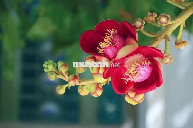 Cần cho thuê nhà nguyên căn ngay khu Hoàng Trọng Mậu