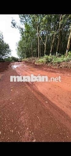 Cần bán 5,6 hecta, 100m mặt tiền. thích hợp làm nhà máy, kho xưởng