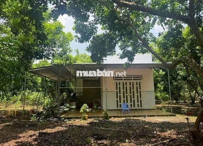 Bán gấp lô đất vườn 7000m2 vườn sầu riêng có nhà cấp 4 , sổ hồng riêng