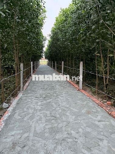 Chính chủ cần bán lô đất 7.000m , cách quốc lộ 1A 1,5km ,