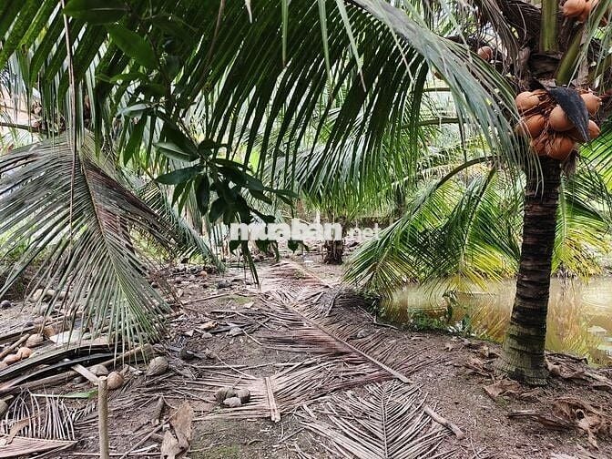 Cần bán gấp nửa công đất sát quốc lộ 57B, có hoa hồng cho môi giới.