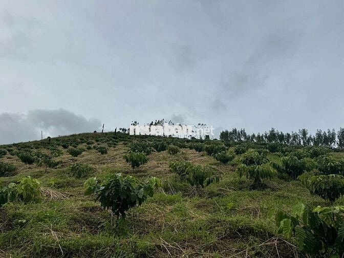 Bán đất rẫy khu vực thôn 12 trường xuân