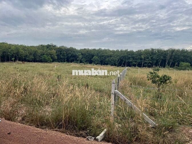 đất dt rộng giá ngộp thích hợp làm nhà vườn , làm khu nghĩ dưỡng