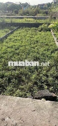 BÁN ĐẤT THƯ PHÚ THƯỜNG TÍN ĐÓN DỰ ÁN VIN