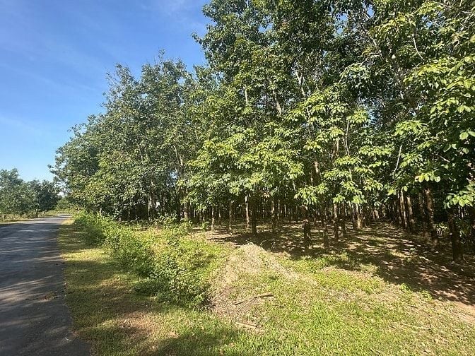 🔥 CHỦ KẸT TIỀN – BÁN GẤP 2,2HA ĐẤT CAO SU THU NHẬP TRÊN 30tr/THÁNG